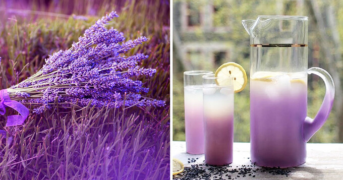 The miraculous features of lavender and a recipe for lavender tea, lemonade and oil